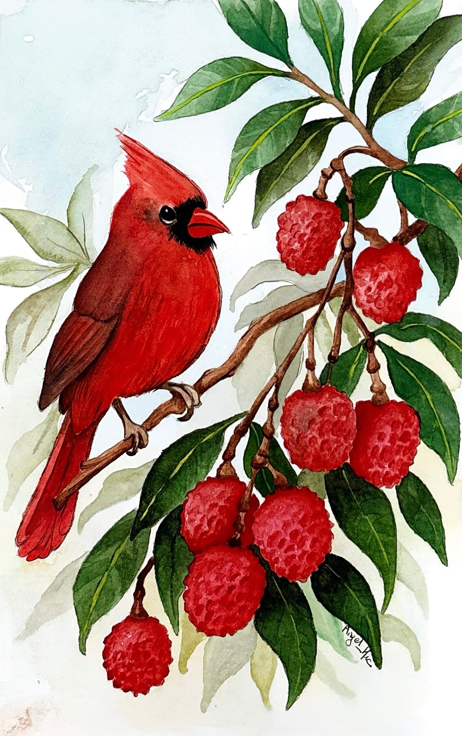 Reproduction - Cardinal
