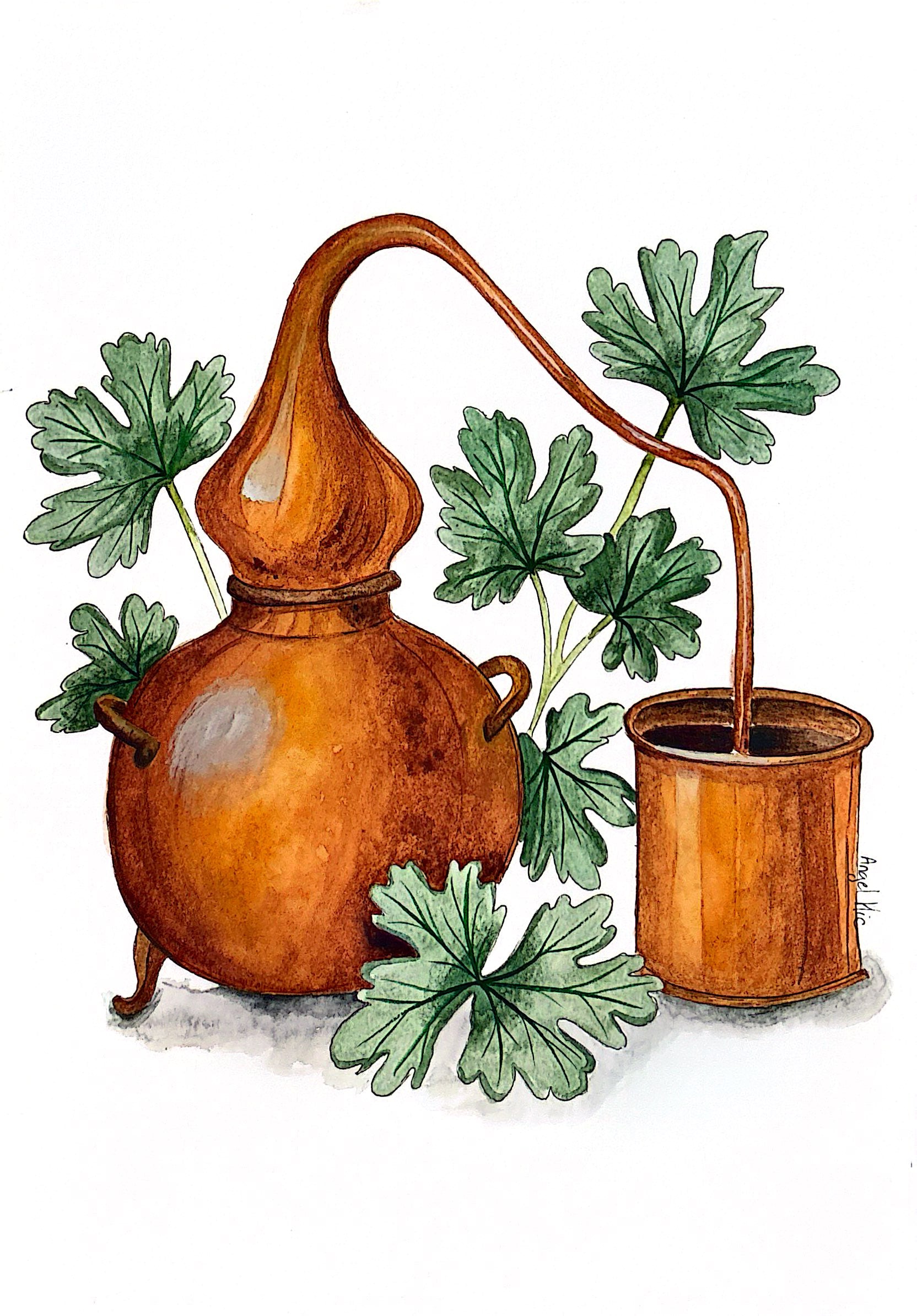 Reproduction - L'Alambic